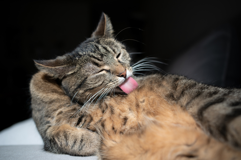 My Cat Is Licking Their Belly Raw, What’s Wrong? Vet-Reviewed Possible Causes