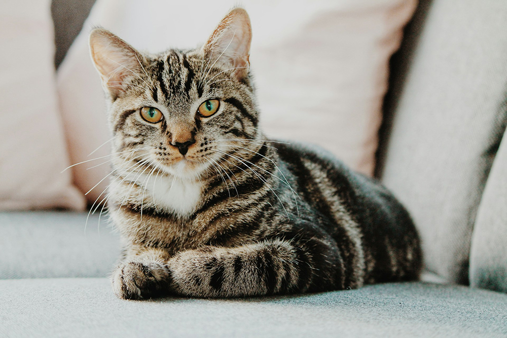 Megaesophagus in Cats: Signs, Causes & Treatments (Vet Answer)