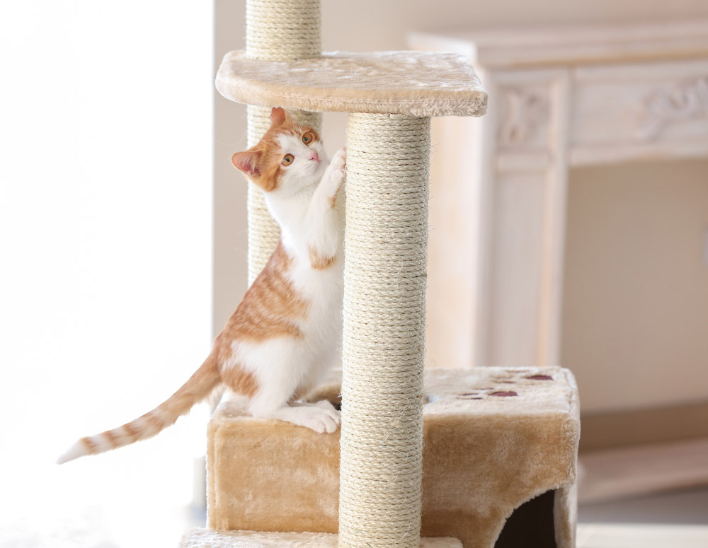 8 Best Kitty Cat Condo Cat Trees in 2026 – Reviews & Top Picks