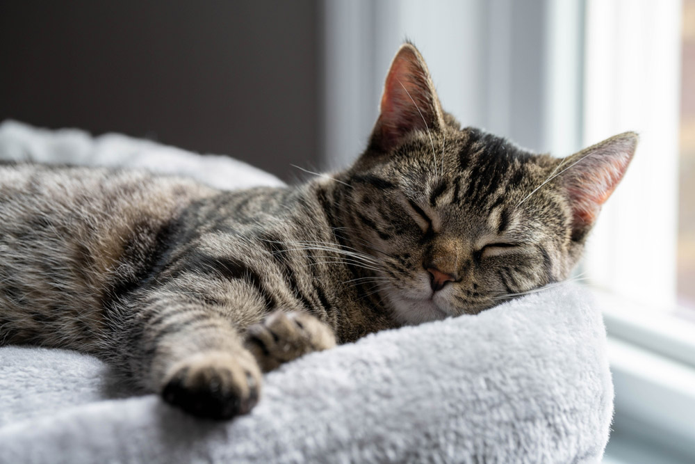 Do Cats Hibernate? Vet-Reviewed Facts & FAQ