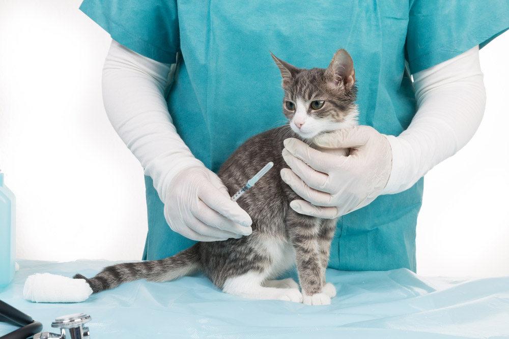 Should FIV-Positive Cats Be Vaccinated? Our Vet Explains