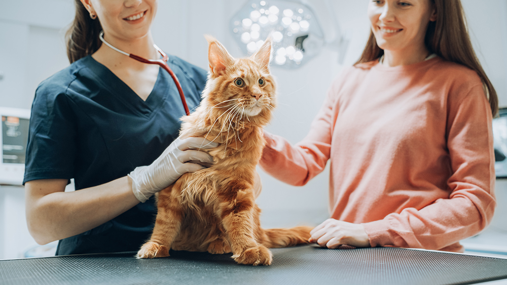 When to Take Your Cat to an Emergency Vet: 6 Signs It’s Urgent (Vet Answer)