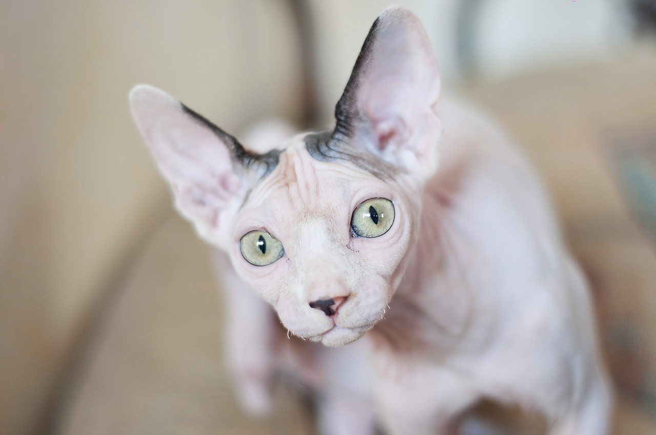 20 Cat Breeds With Big Ears (With Info & Pictures)