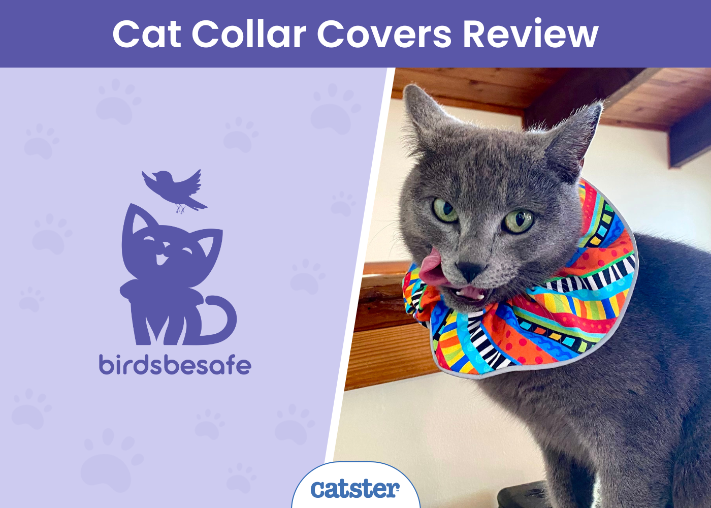 Birdsbesafe Breakaway Collar & Cover Review 2026: A Detailed Look