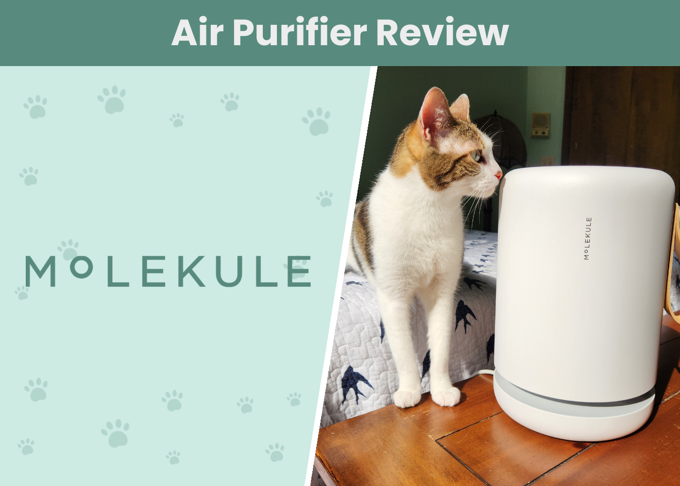 Molekule Air Mini+ Review 2026: A Detailed Look