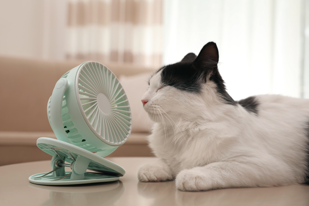 Cute fluffy cat enjoying air flow from fan on table indoors
