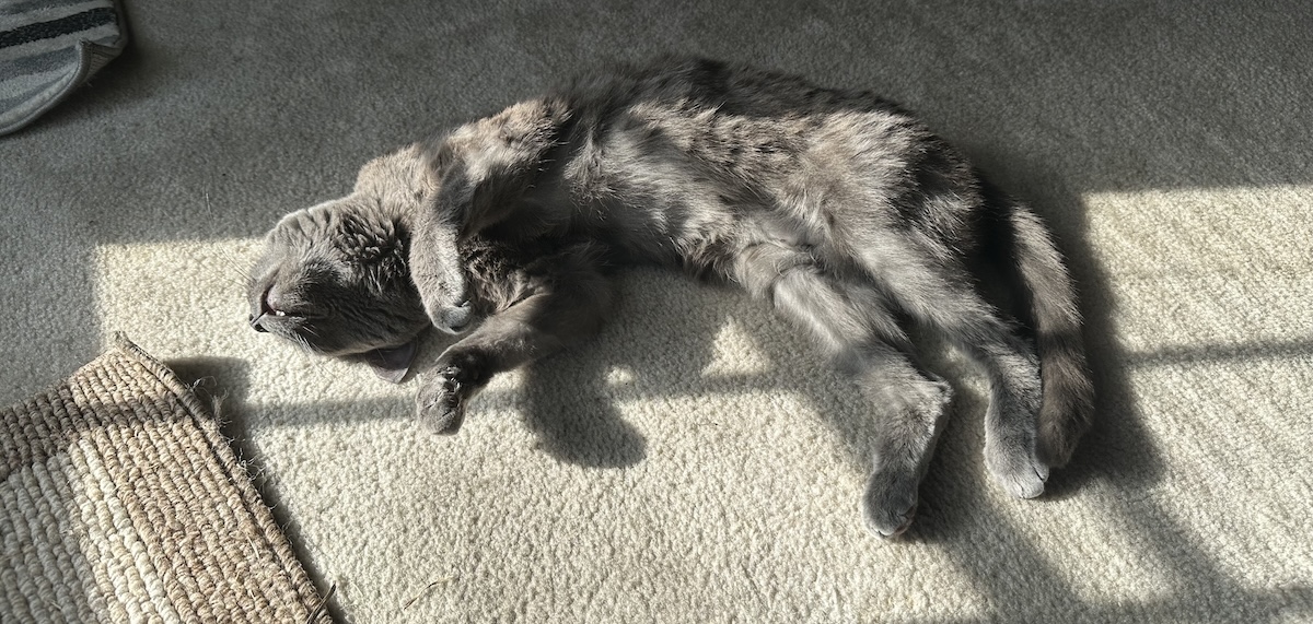 When Cats Enjoy the Good Life: Olga’s Indoor Existence