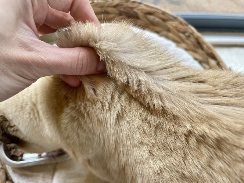 Preparing a cat for subcutaneous fluids