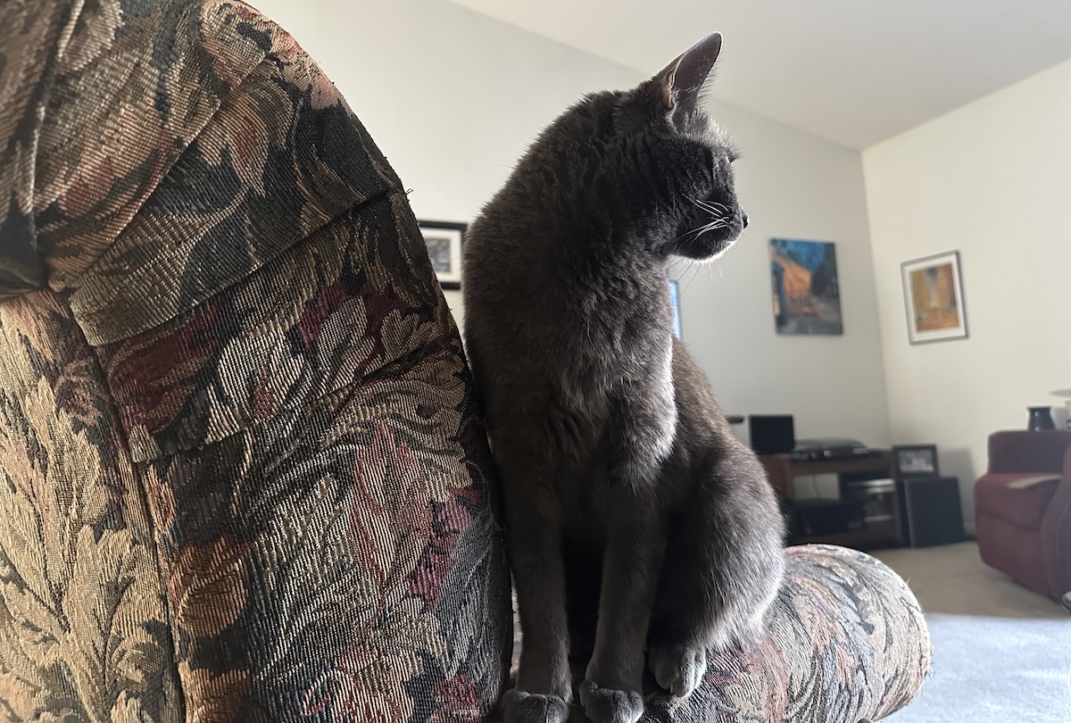 How Similar Housecats Are to Their Wild Ancestors: Olga’s Wild Streak