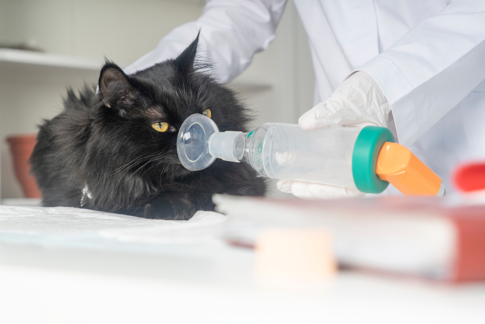 Inhaler for Cats: Vet-Approved Tips on How to Use It for an Asthmatic Feline