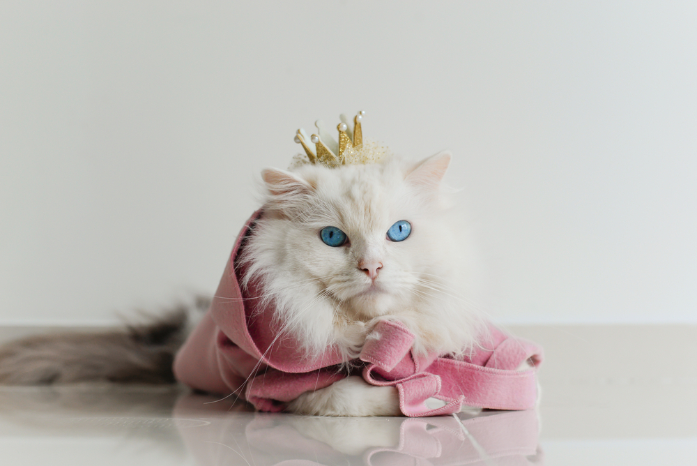 White ragdoll cat blue eyes in pink coat yellow crown sitting