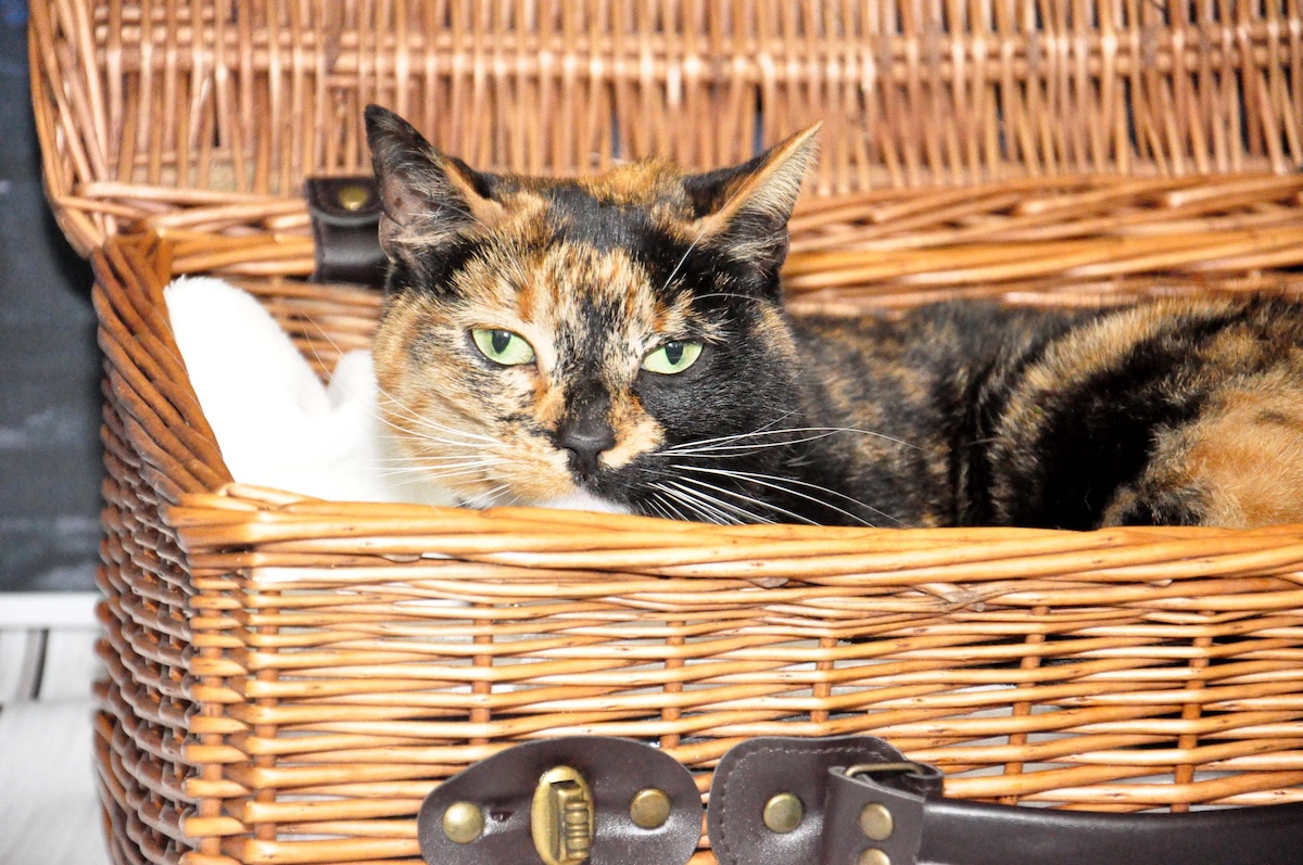 Magical Disappearing Cats: Zazzles & Alex's Vanishing Acts