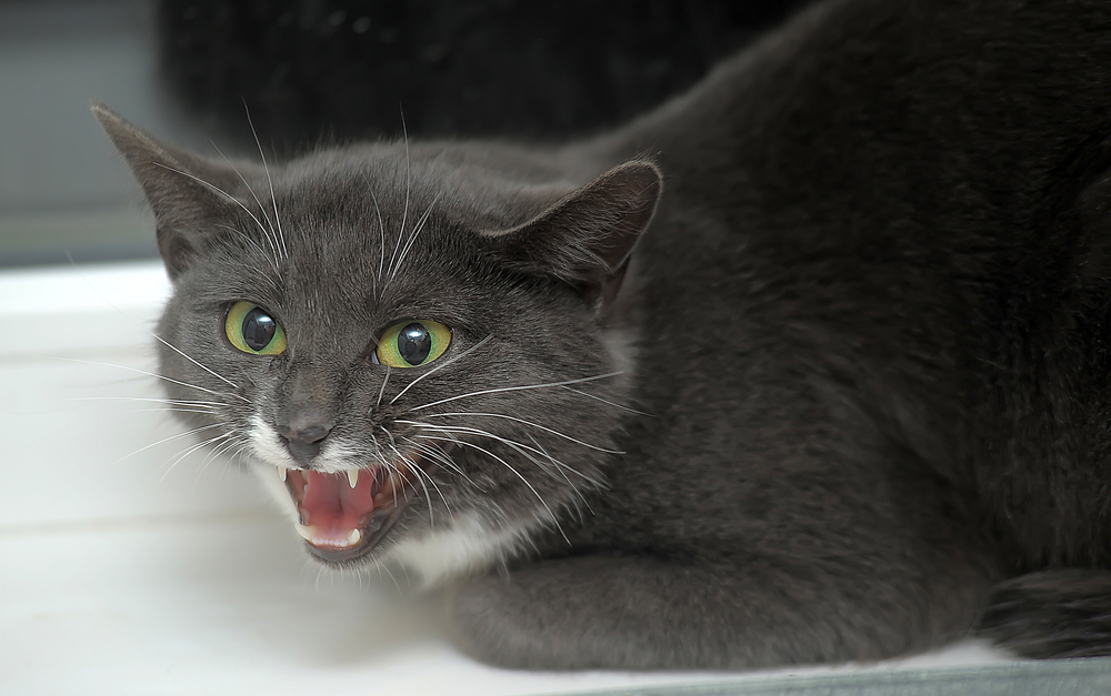 8 Vet-Reviewed Signs Your Cat Doesn't Like You & How to Fix it