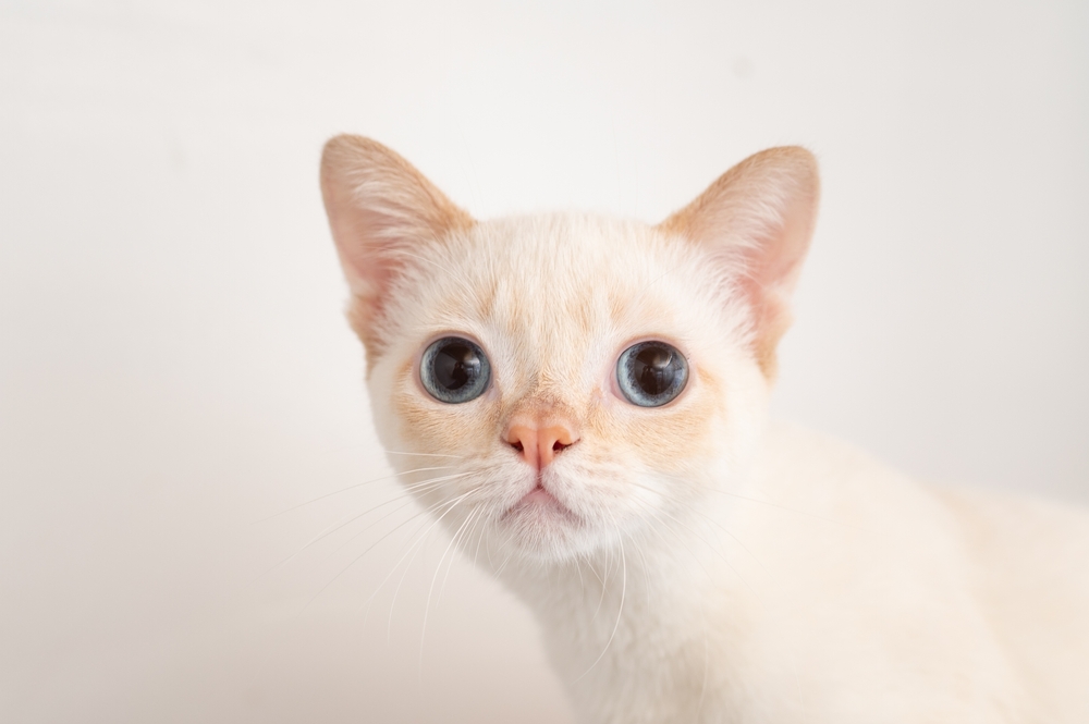 Water on the Brain (Hydrocephalus) in Cats: Causes, Signs & Treatment (Vet Answer)