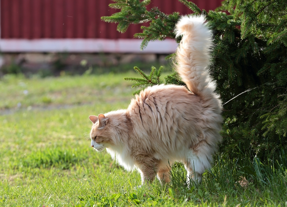 Why Do Cats Spray? Our Vet Explains the Common Reasons & Solutions