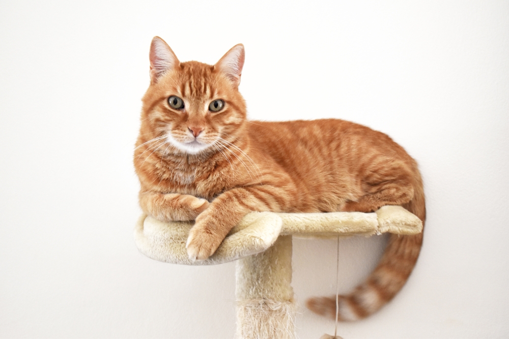 How to Make a Cat Tree More Stable: 6 Vet-Approved Tips & Tricks