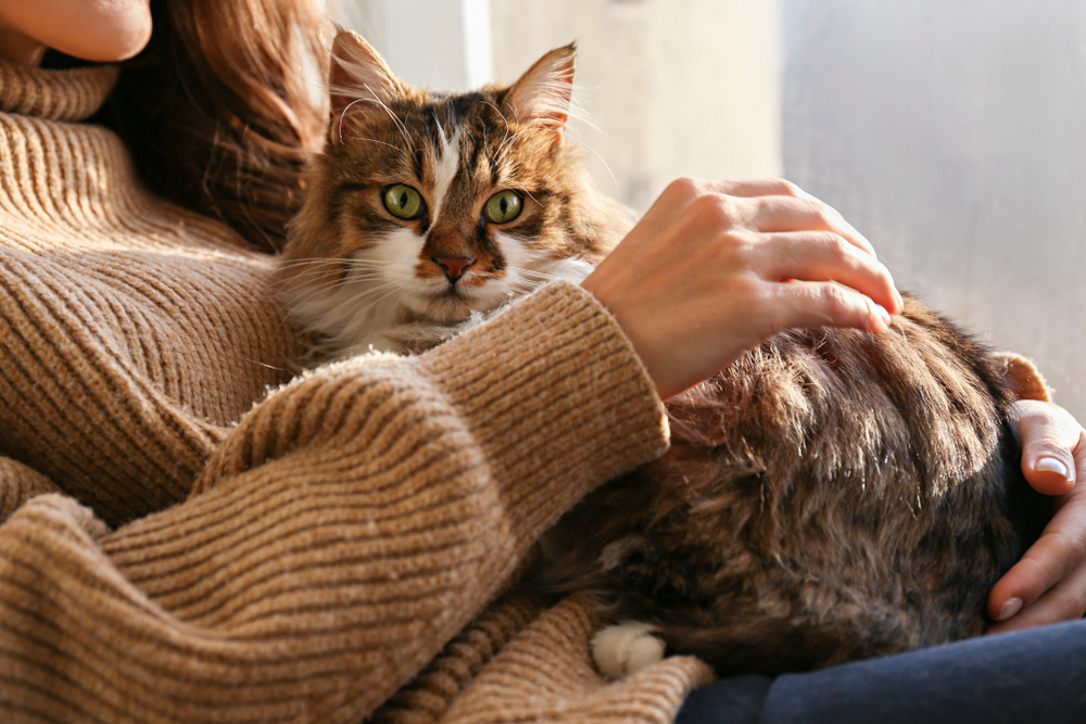 tabby cat lying on owner