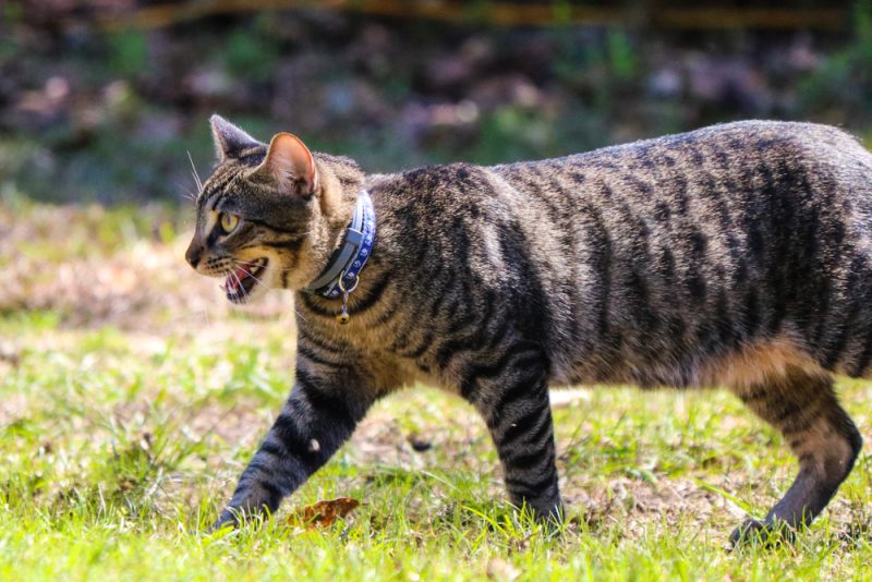 tabby cat panting during summer