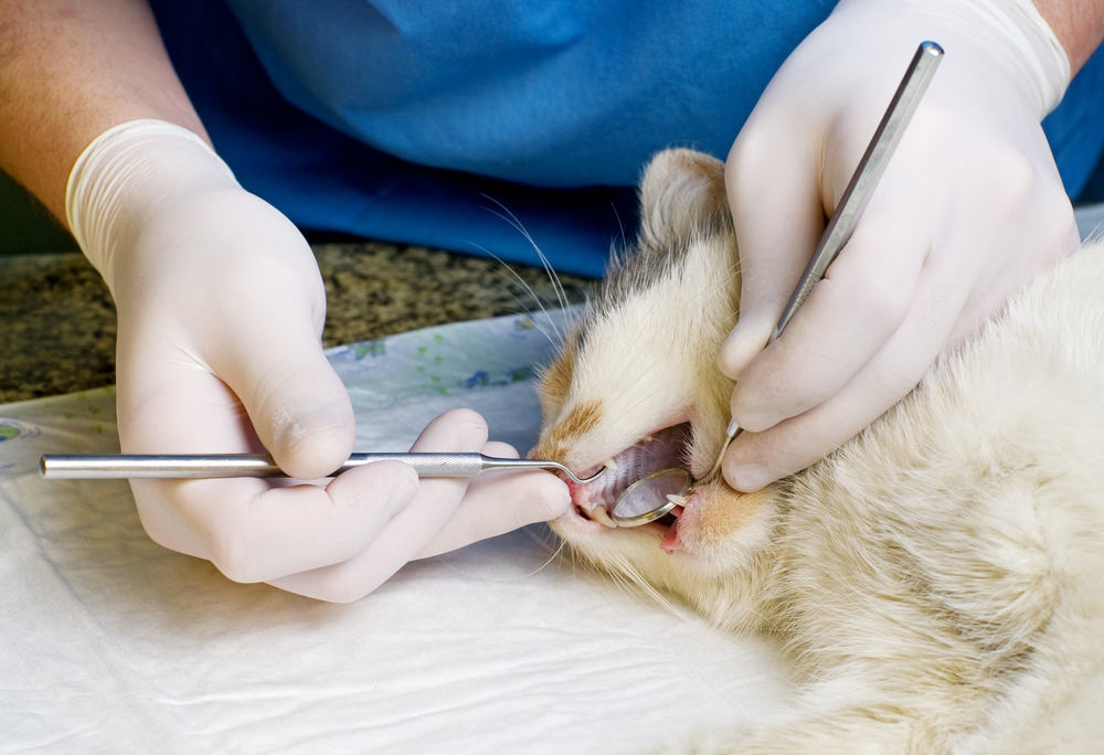 How Much Does Cat Teeth Cleaning Cost? 2026 Update