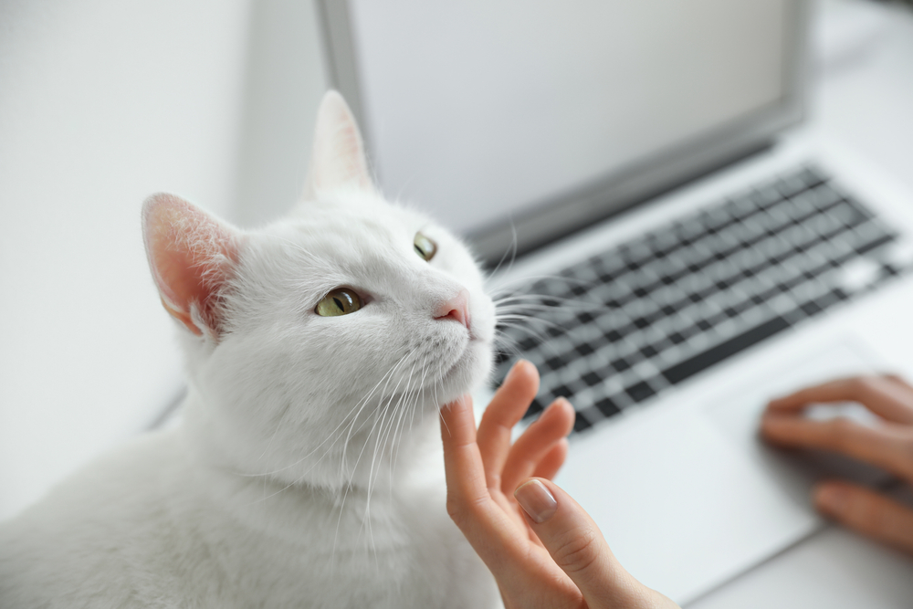 How Do Cats Ask for Help? Vet-Verified Signs to Look For