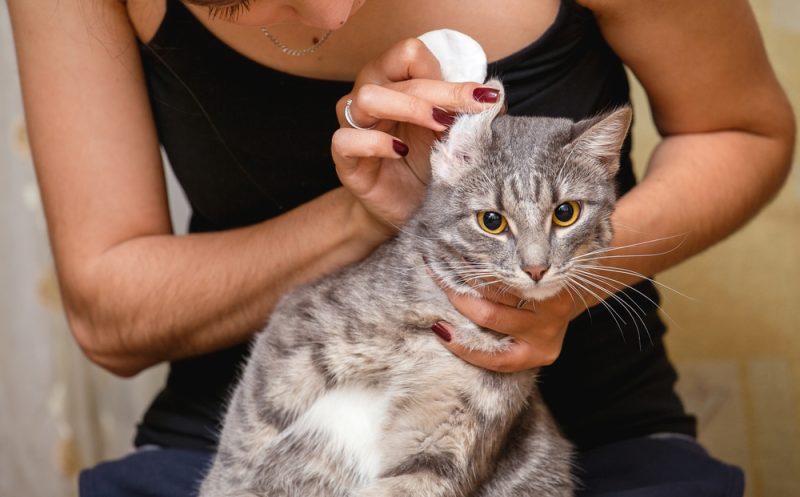 5 Natural Home Remedies For Ear Mites in Cats