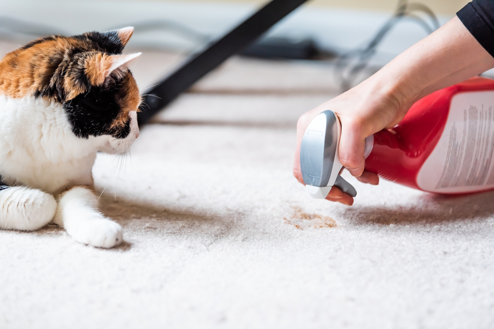 How to Get Cat Vomit Out of Carpet: Essential Tips & Tricks