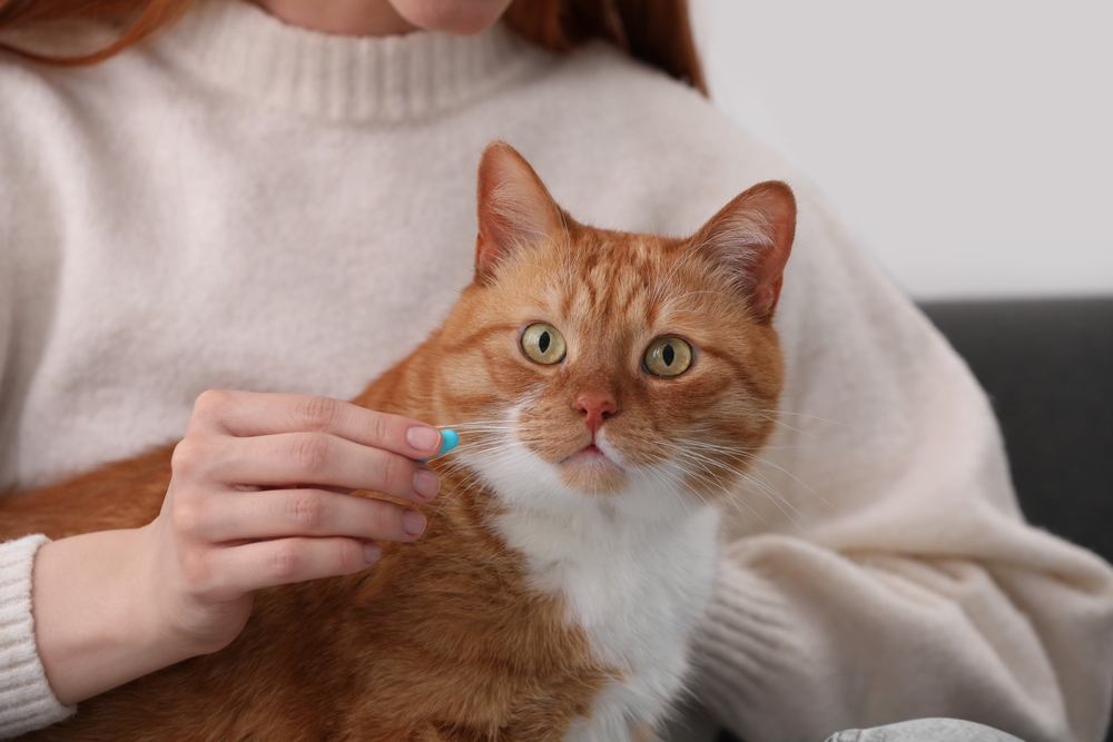 Are There Birth Control Pills for Cats? Vet-Reviewed Facts & Alternatives