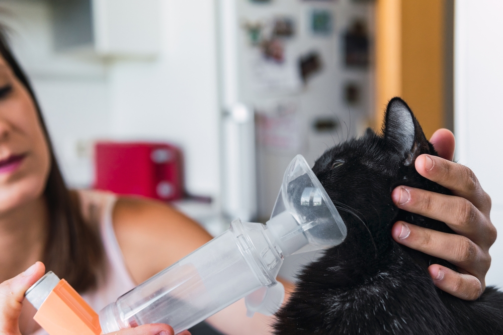 woman using inhaler to her black cat with asthma