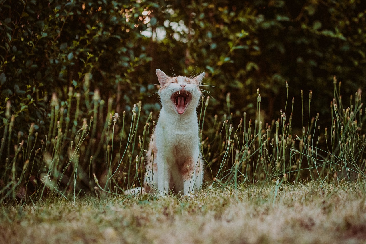 50 Perfect Crying Cat Memes - Sad But Hilarious Jokes
