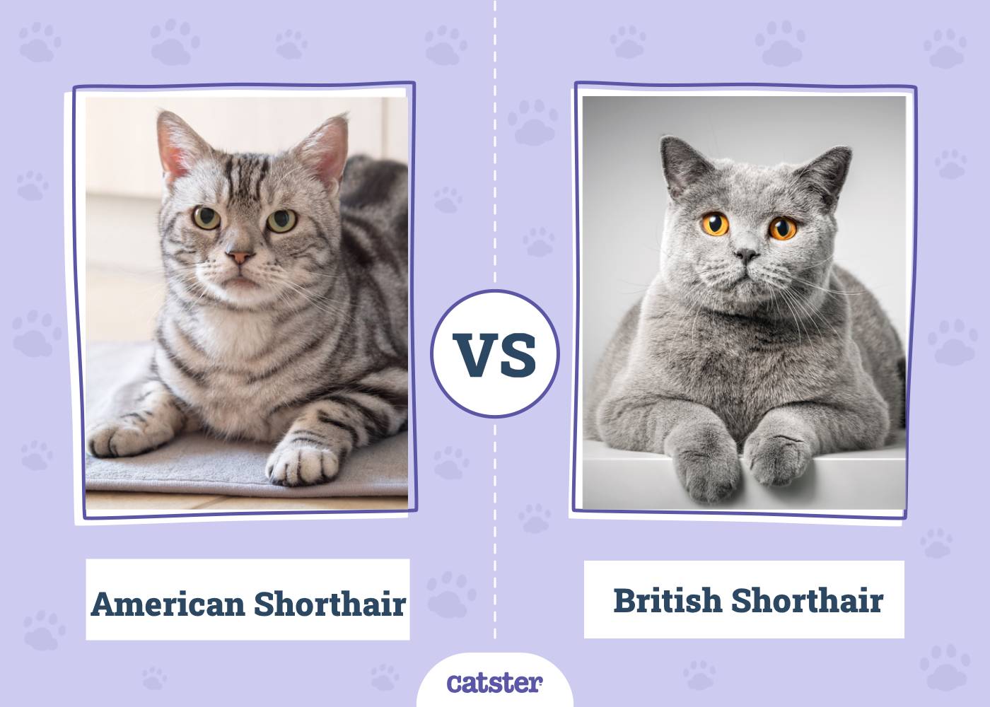 American Shorthair vs British Shorthair Cat: What’s the Difference? (With Pictures)