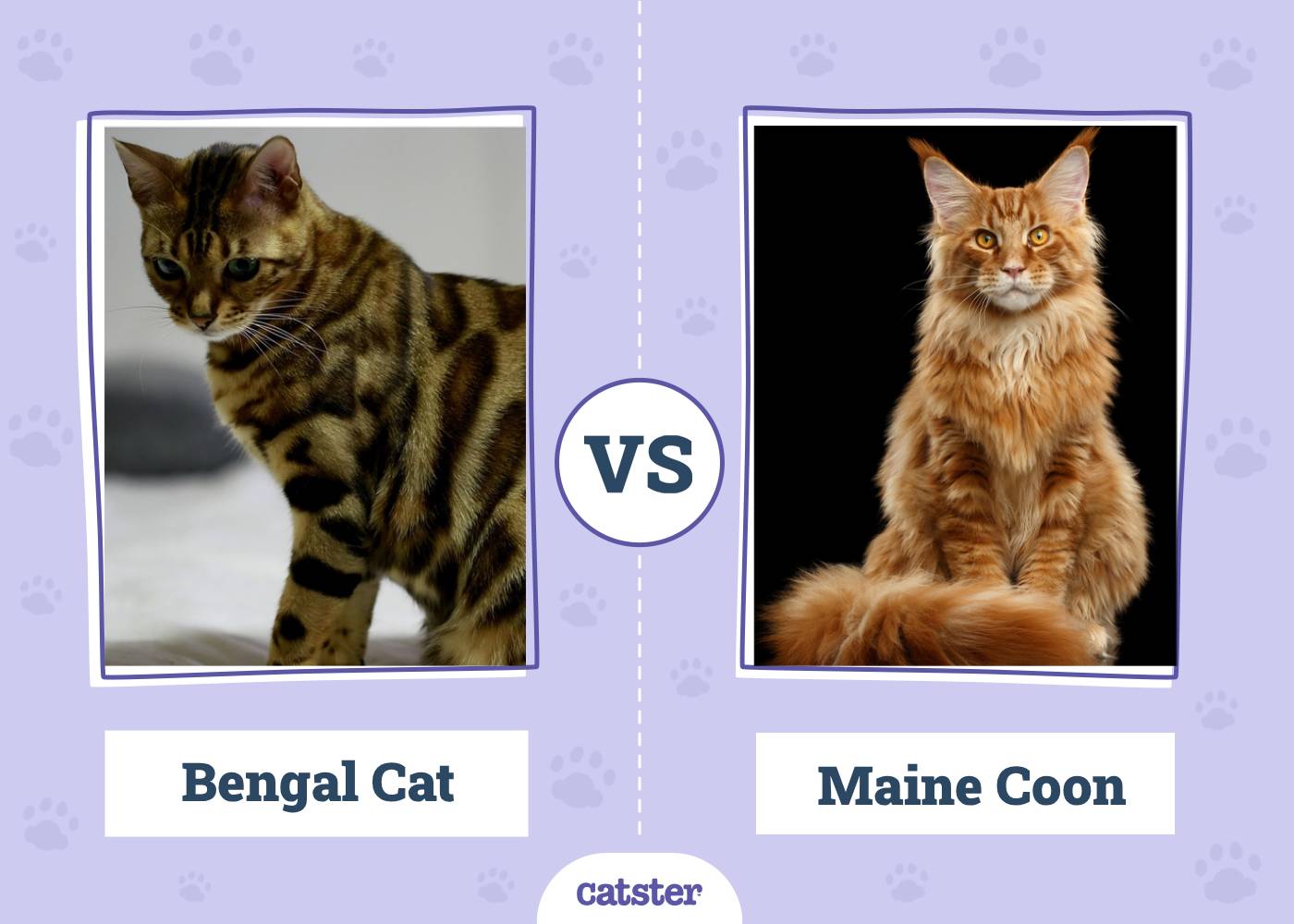 Bengal Cat vs. Maine Coon: Main Differences (With Pictures, Vet-Reviewed)