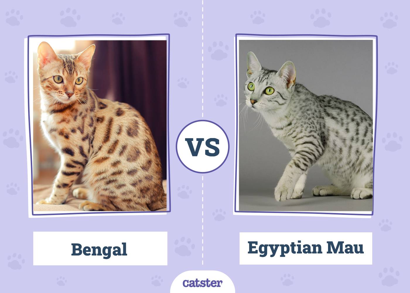 Bengal vs. Egyptian Mau: Vet-Verified Main Differences (With Pictures)