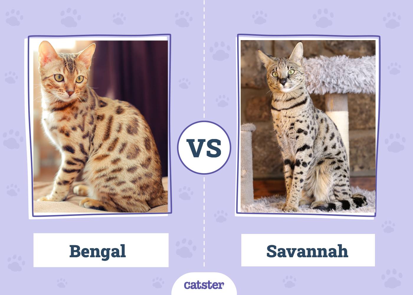 Bengal vs. Savannah Cat: What’s the Difference? (With Pictures)