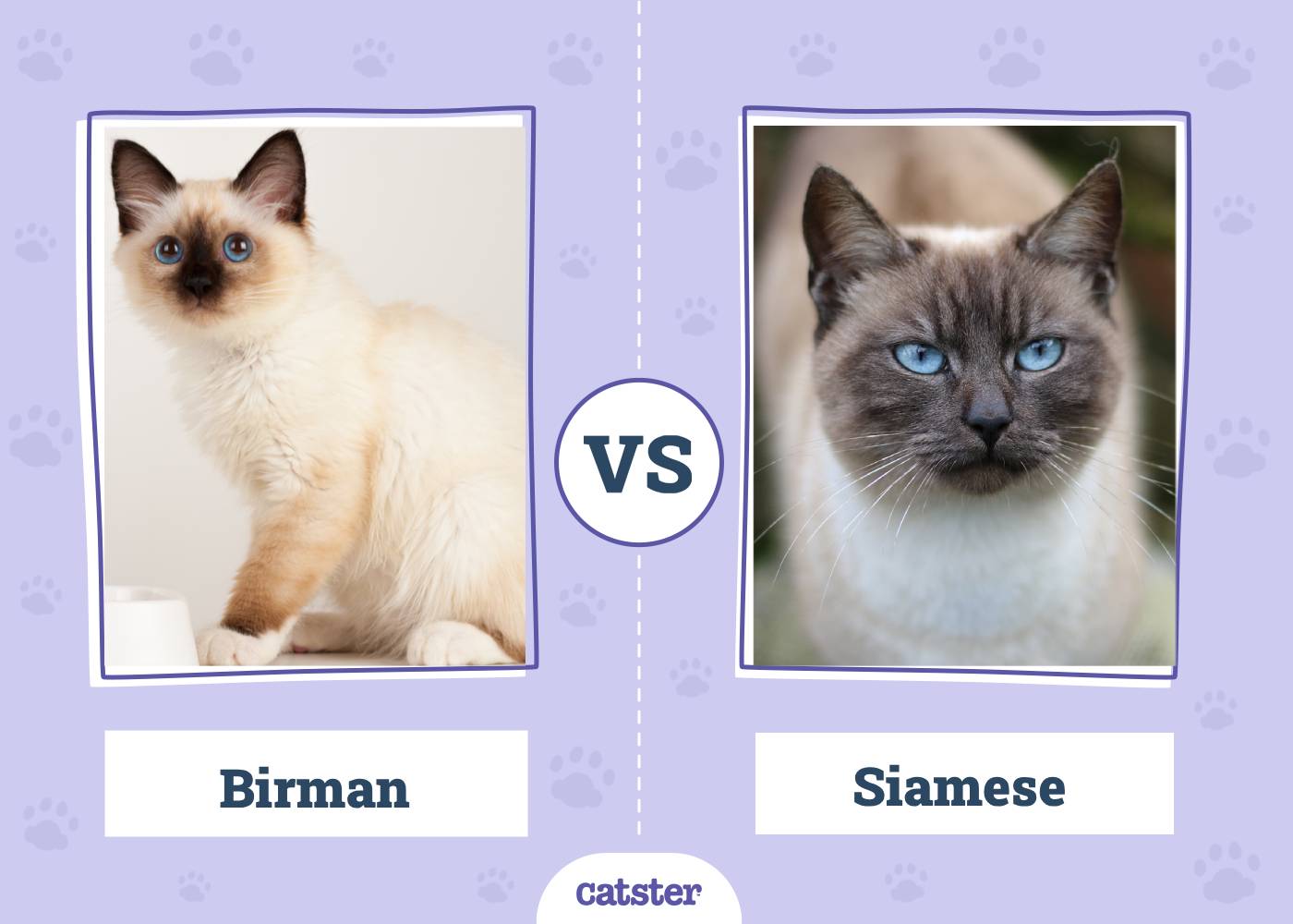 Birman vs Siamese Cat: Main Differences (With Pictures, Vet-Reviewed)
