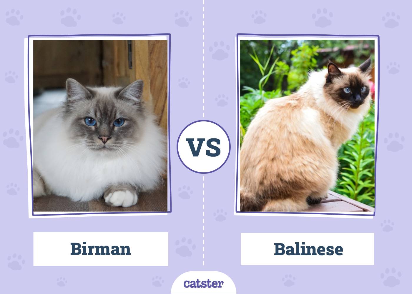 Birman Cat vs. Balinese Cat: Main Differences (With Pictures, Vet-Reviewed)