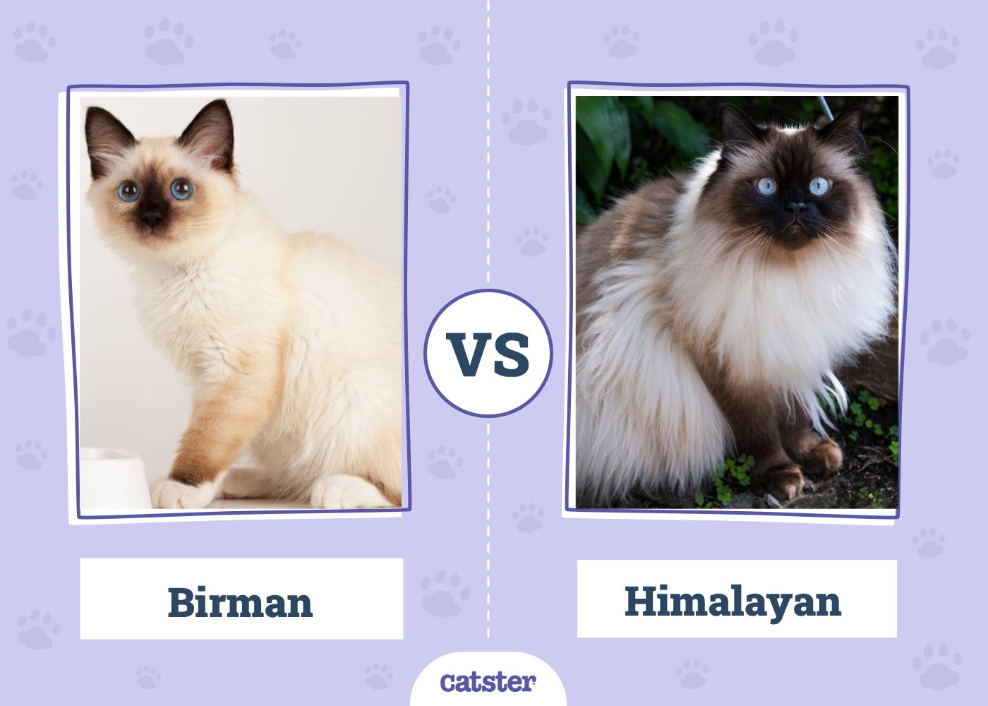 Birman Cat vs Himalayan Cat: Notable Differences (With Pictures)