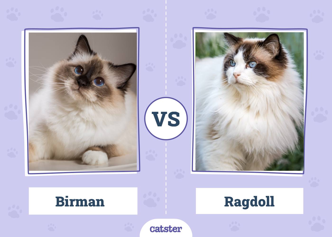 Birman vs Ragdoll: The Differences (With Pictures)