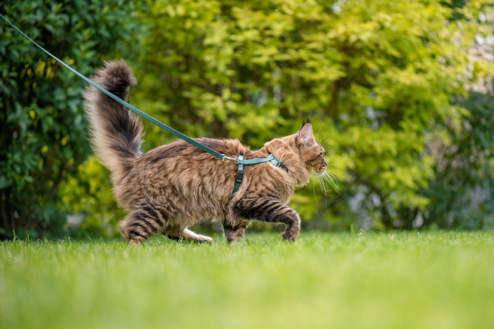 Black tabby Maine Coon Cat at park
