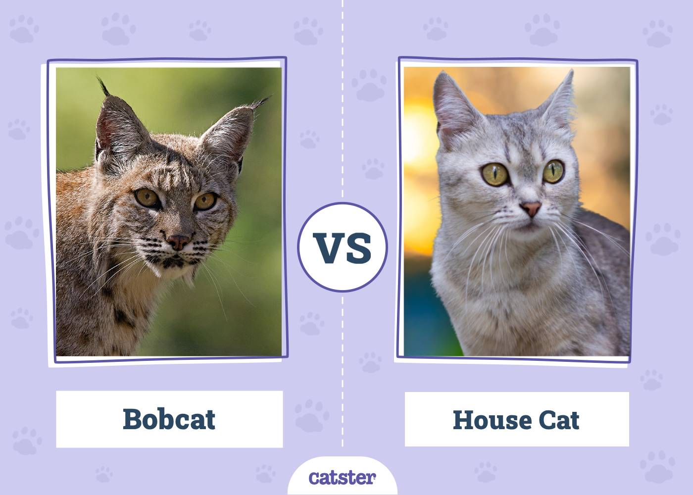 Bobcat vs House Cat: The Differences Explained (With Pictures)