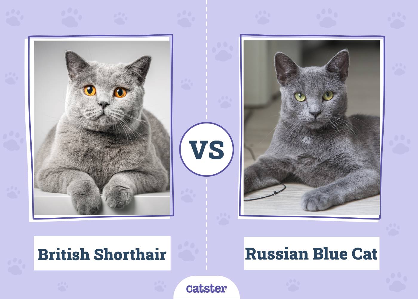 British Shorthair vs Russian Blue: Breed Comparison (With Pictures)