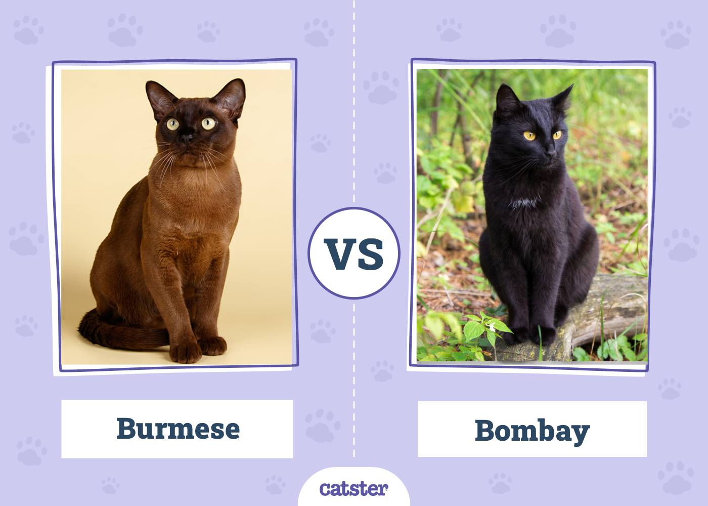 Burmese vs. Bombay Cat: The Differences (With Pictures)