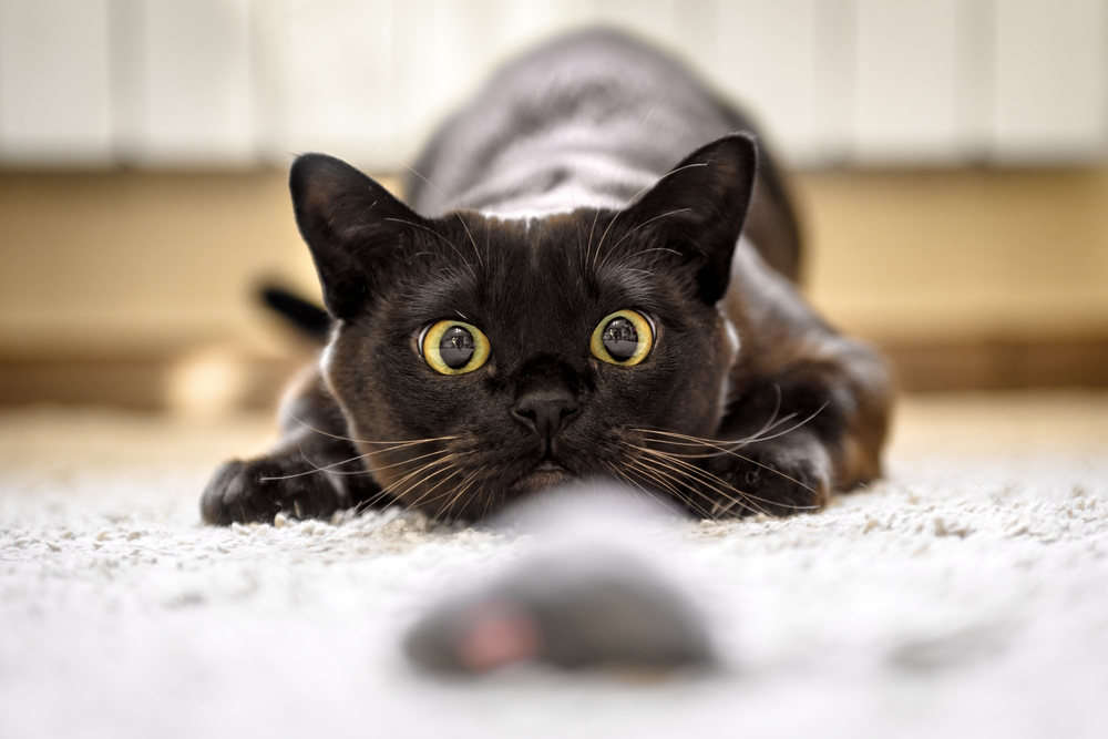 6 Strange Items Cats Like to Collect & Why (Vet-Reviewed Info)