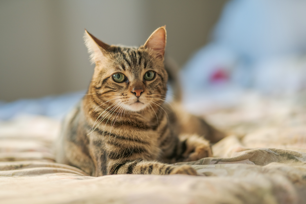 Why Can't My Cat Meow? 9 Vet-Verified Causes & When to Worry