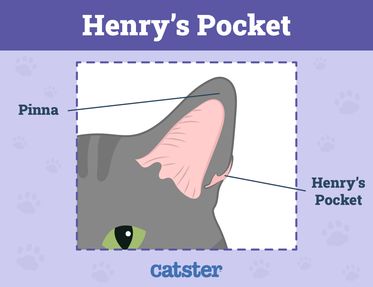 Catster_Henry's Pockets_Infographic_v1-3_Jun 3 2024