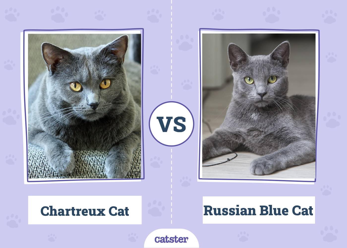 Chartreux Cat vs Russian Blue Cat: What Is the Difference? (With Info & Pictures, Vet-Reviewed)