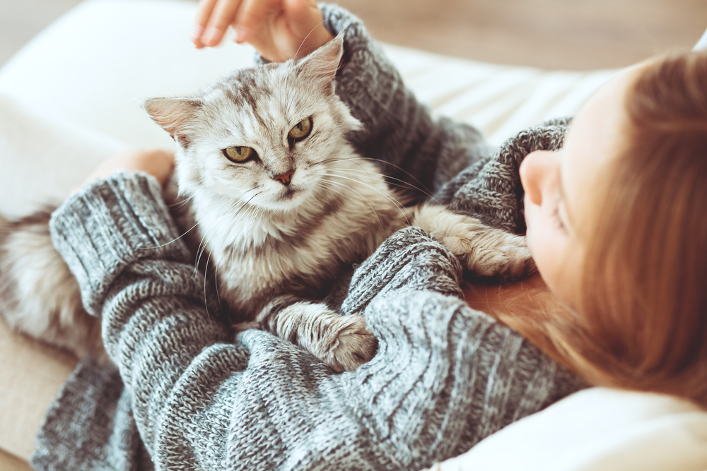 Why Does My Cat Lay on My Chest? 5 Vet-Reviewed Reasons for This Behavior