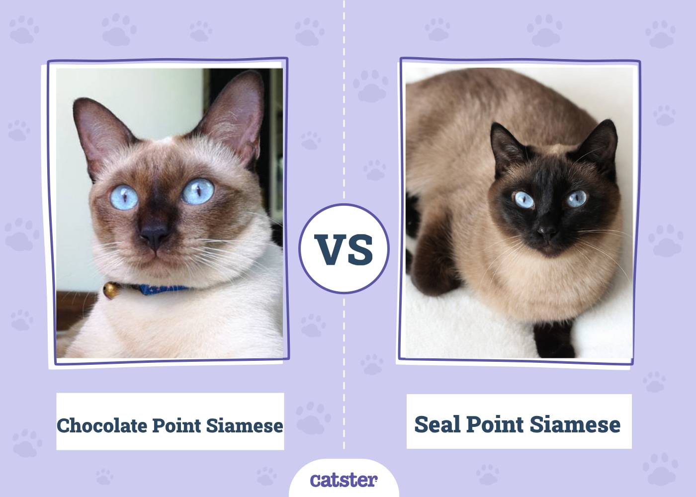Chocolate Point vs Seal Point Siamese Cat: Key Differences (With Pictures)