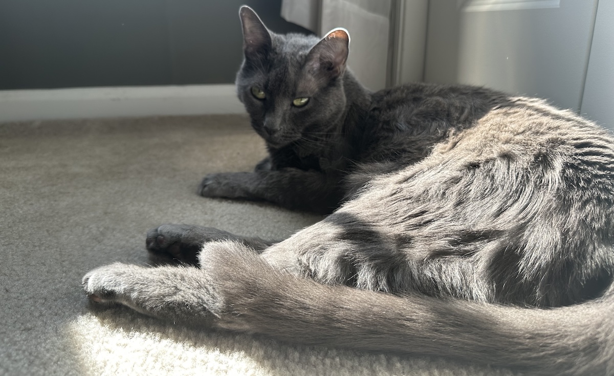 Is Your Cat an Old Soul? Olga’s Calm Nature