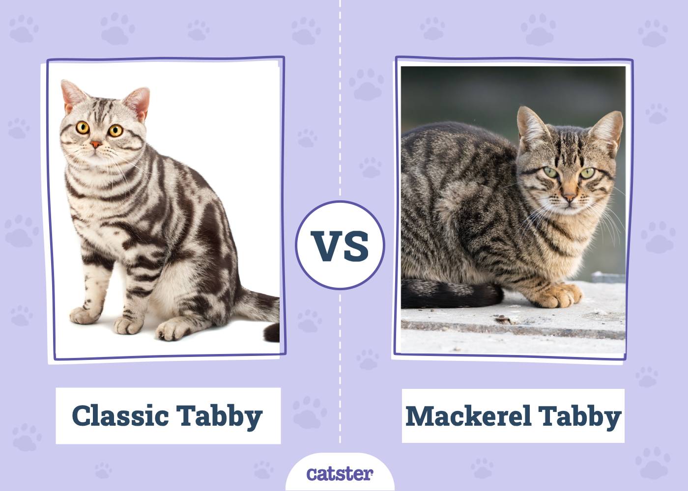 Classic vs Mackerel Tabby: Key Differences (With Pictures)