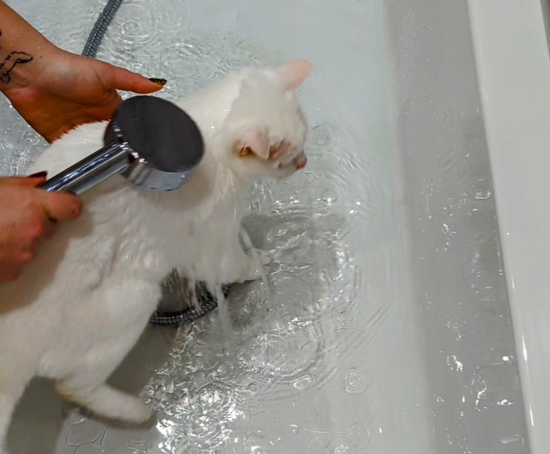 How to Give a Cat a Bath (Without Getting Scratched): Expert Tips & Tricks